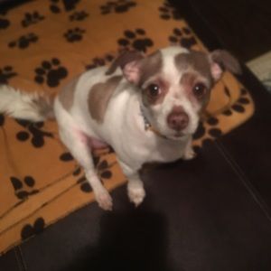 Meet your Posher, Robin